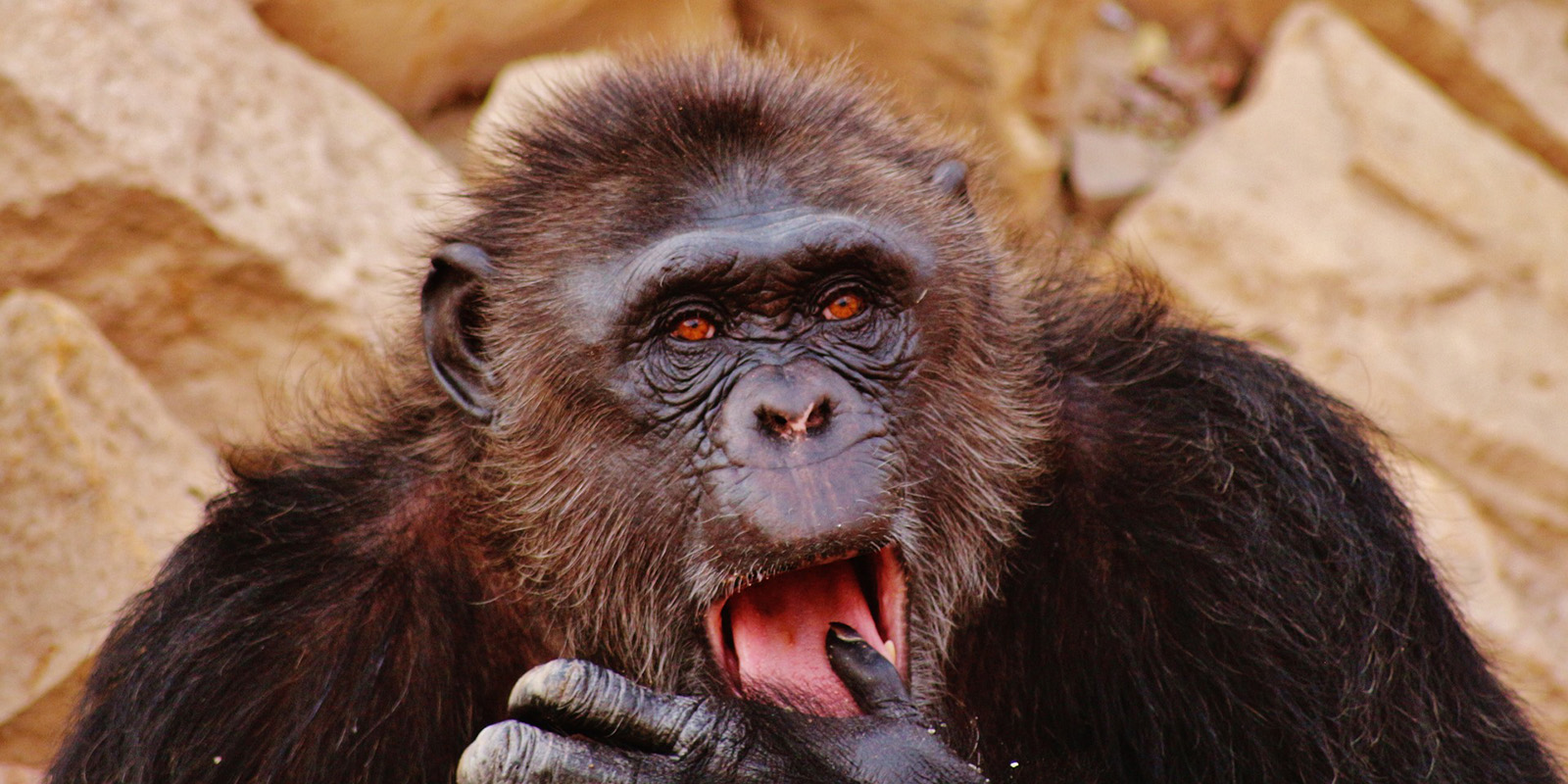 Congo Gorille de Shakoor