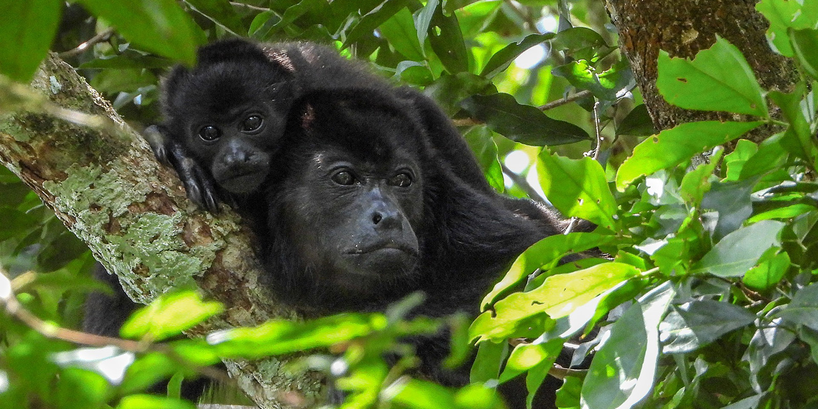 Congo - singes de marvinbla