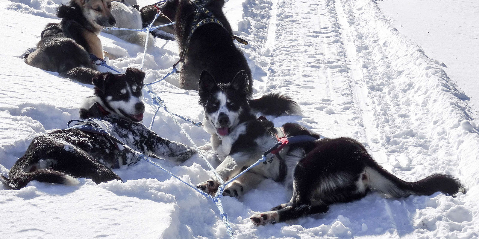 chiens en Laponie
