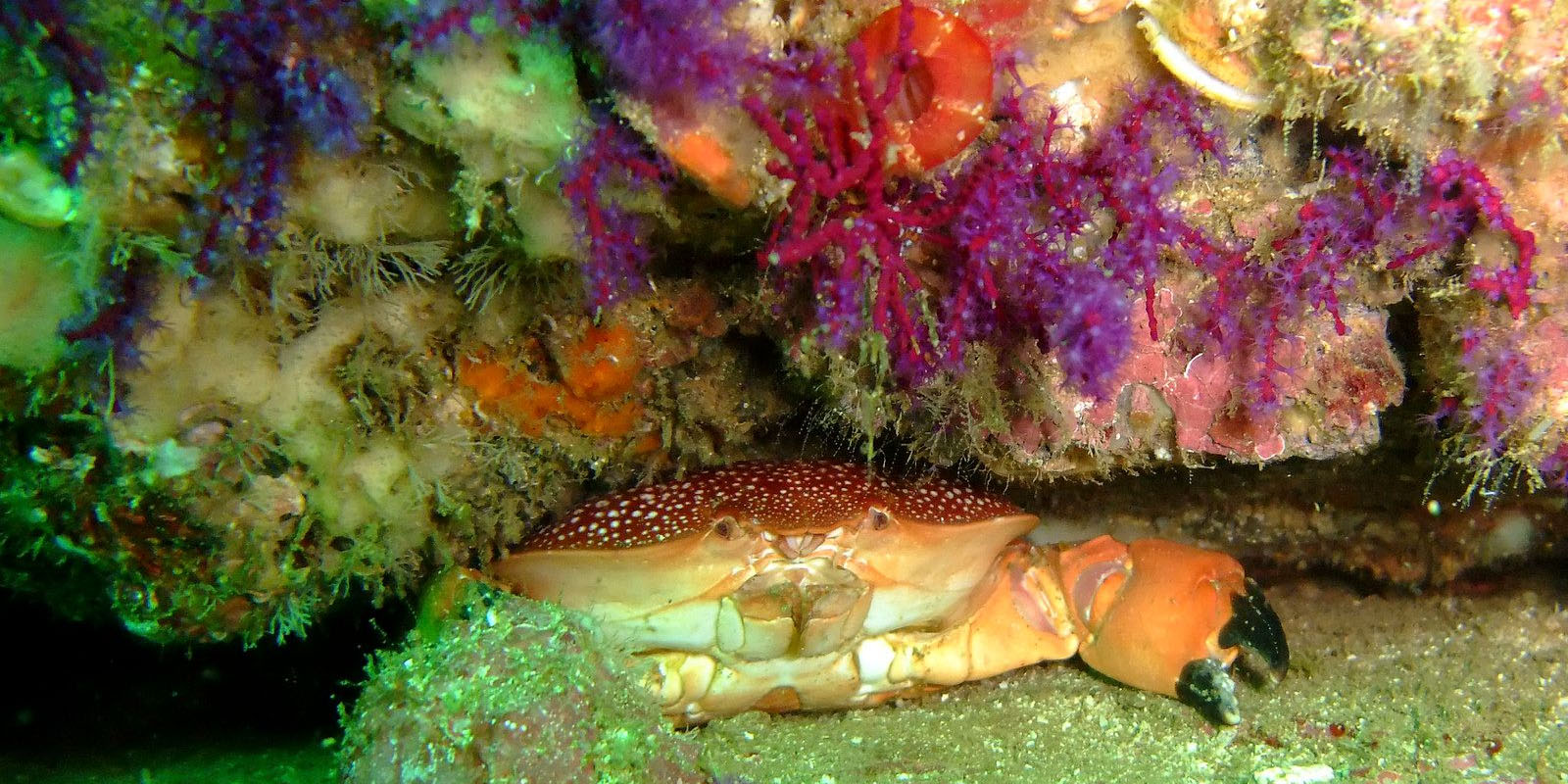 SeaOman - crabe